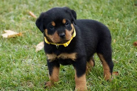 How To Deal With A 6 Weeks Old Rottweiler Puppy Rottweiler Life