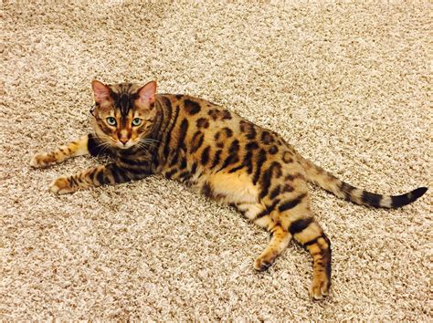 Purebred Bengal Cat Bengal Cat Cats Pure Bred