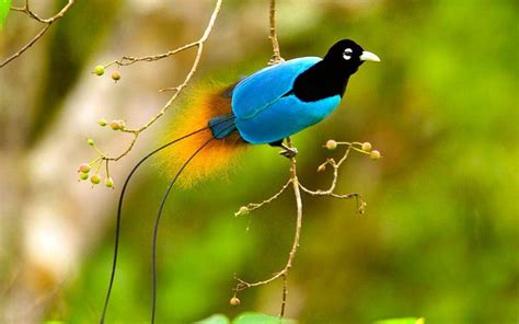 Wallpapers Birds Of Paradise Wallpaper Cave