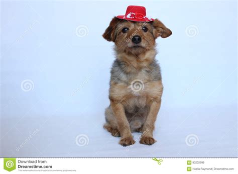 Dog Wearing A Hat Stock Image Image Of Puppy Isolated 93202599