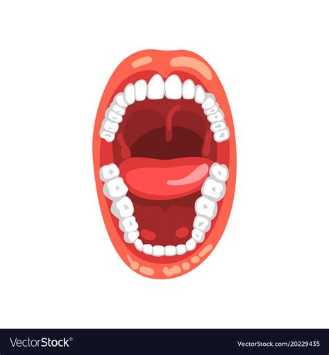 Using a 6b pencil, darken the corners of the mouth and gradually go. Human teeth open mouth on a Royalty Free Vector Image