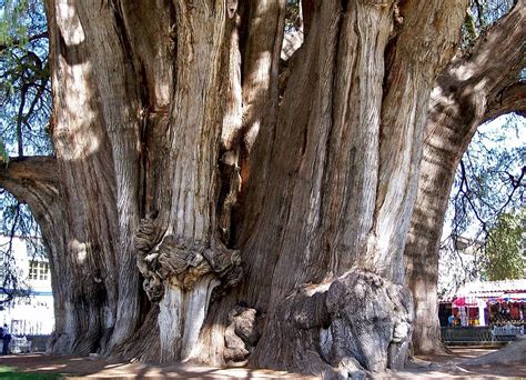 Top 10 Largest Trees In The World By Circumference Wondermondo