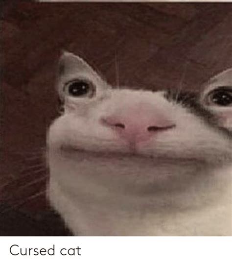 Cursed Cat Meme Image