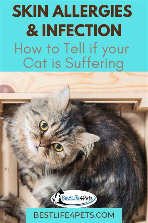 Is Your Cat Hiding A Serious Problem Under His Fur Cat Skin Cat