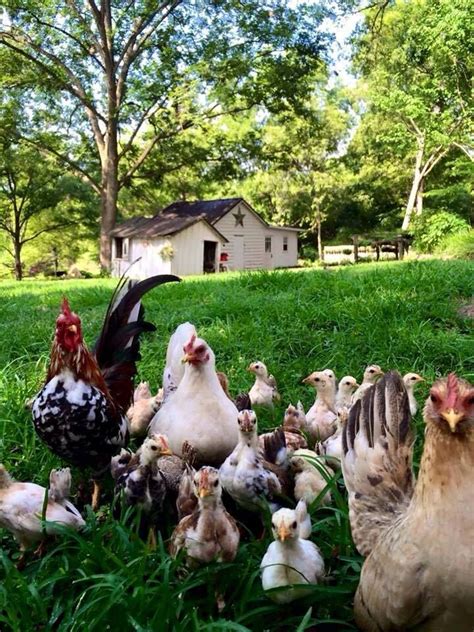 My Inner Landscape Photo Chickens Backyard Farm Farm Animals