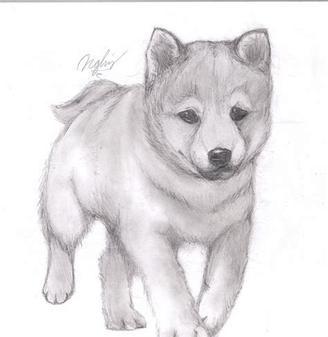All you need for drawing realistic dogs. Puppy Pencil Drawing by TsukiPan on DeviantArt