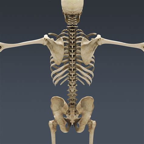 Human back bone chart back bones diagram human anatomy. Balancing On Your Skeleton — Pilates Garage