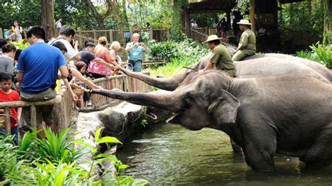 Kebun Binatang Di Indonesia Bikin Hewan Menderita Lifestyle