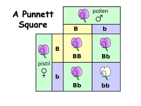 What Is The Function Of Punnett Square