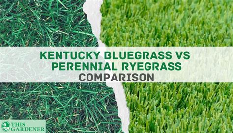 Kentucky Bluegrass Vs Perennial Ryegrass 10 Differences