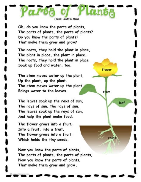 65 likes · 3 talking about this. PartsofPlants | Plant song, Plant science, Teaching plants
