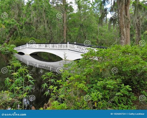 Bridge At Magnolia Plantation In Charleston Sc Stock Photo Image Of