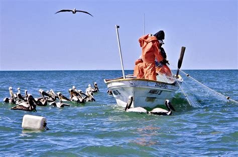 México Plantea Un Modelo De Trazabilidad Para Productos De La Pesca