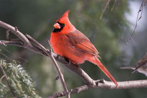 Northern Cardinal Cardinalis Cardinalis Cardinalis Wild Bird Gallery