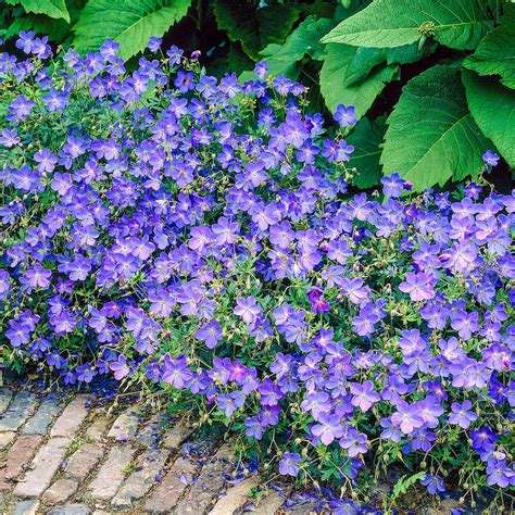 Spring Hill Nurseries Johnsons Blue Geranium Live Bareroot Plant