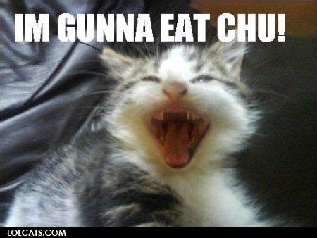 Lolcats Ahahahahah Funny Cats Funny Cat Pictures Hilarious Captions