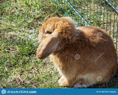 Brown And White Coloured Lop Rabbit With Ears Down On Grass Stock Photo