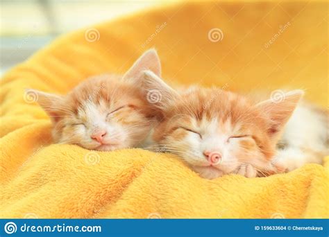 Cute Little Kittens Sleeping On Blanket Stock Photo Image Of Domestic