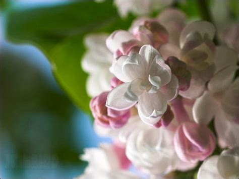 Nature Photography Image Lilac