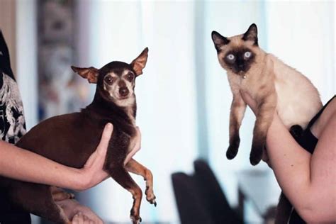 Why Do Siamese Cats Have Crossed Eyes Heres The Answer You Should Know
