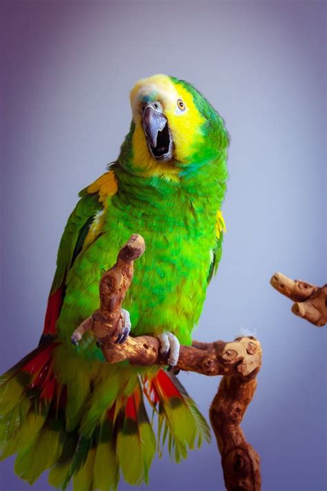 Talking Yellow Headed Amazon Parrot On Perch Pet Photography Etsy