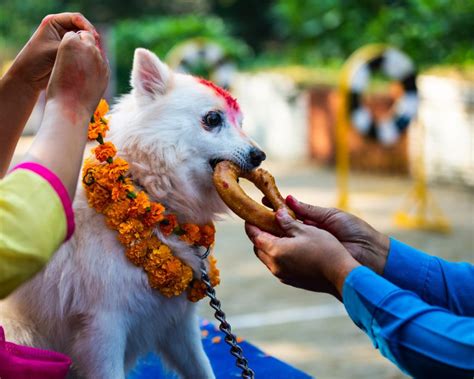 In Nepal Diwali Is A Time To Worship The Dogs Dogs Dog Images Corgi