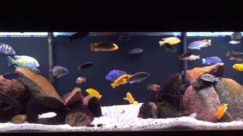 A Look At My 125 Gallon African Cichlid Tank Youtube