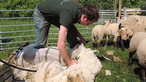 South Australia Sheep Shearing Demonstration Youtube