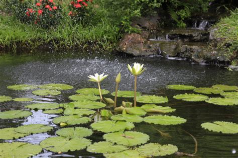 Pond netting is essential to have on hand because it can protect your fish from the threat of predators and can also prevent debris from entering the water each season. Free Images : flower, stream, backyard, botany, garden ...