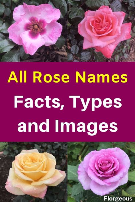 Rose Bushes By Post Garden Plant