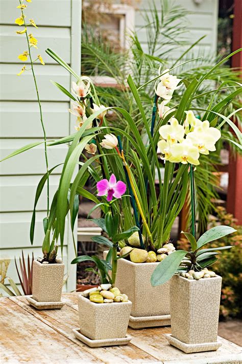 How To Repot An Orchid Orchids Growing Orchids Container Flowers