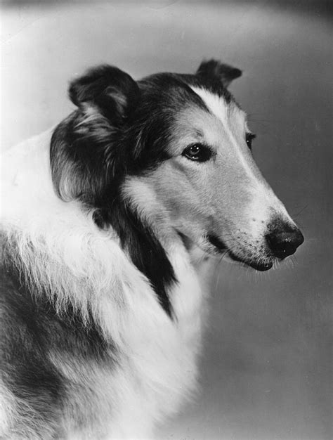 20 Facts About Lassie You Might Not Know
