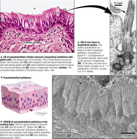 Pseudostratified Epithelium Function Location And Structure Steve Gallik