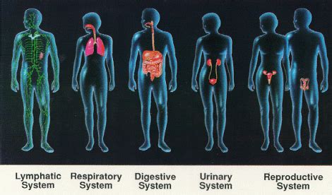 System Of The Human Body Human Body Organ System Human Organ Science