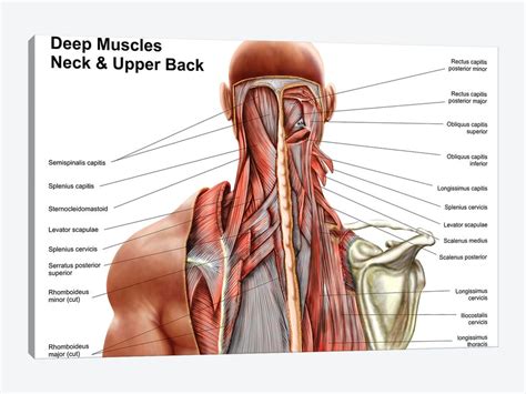 The back contains the spinal cord and spinal column, as well as three different muscle groups. Human Anatomy Showing Deep Muscles In The N... | Stocktrek ...