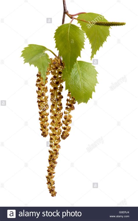 Birch Tree And Leaves In Detail Stock Photo Alamy