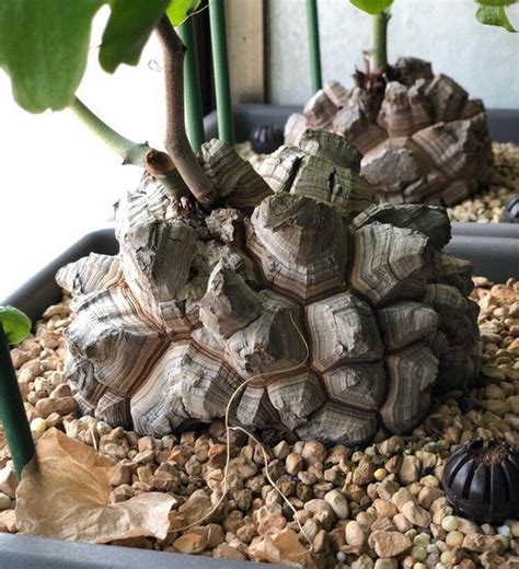 John weiss pointed out that the prickly pear had been imported from the us in the early. Dioscorea elephantipes rare cactus 5 seeds | Etsy