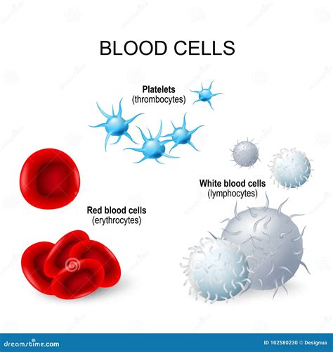 Blutzellen Plättchen Weiße Blutkörperchen Und Rote Blutkörperchen