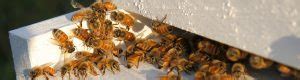 Honey Bee Lab Uf Ifas Entomology And Nematology Department