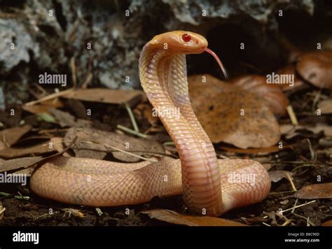 Monocled Cobra Stock Photo Alamy