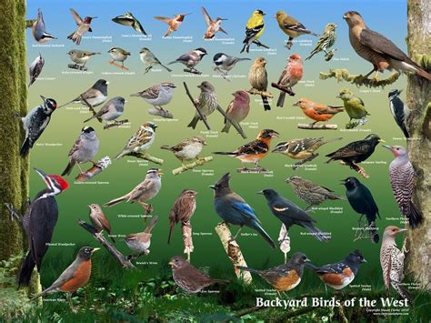 Backyard Bird Feeding Stations And Favorite Backyard Birds Cardinals