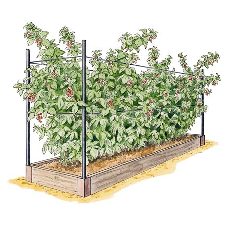 Growing Raspberries Raspberry Raised Bed System