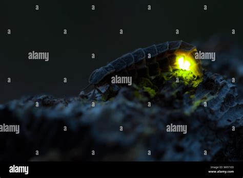 Common Glow Worm Glowing In The Dark Summer Night Stock Photo Alamy