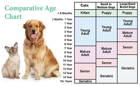 At What Age Are Dogs Considered Adults