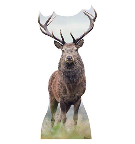 Buy Advanced Graphics Deer Life Size Cardboard Cutout Standup Online At