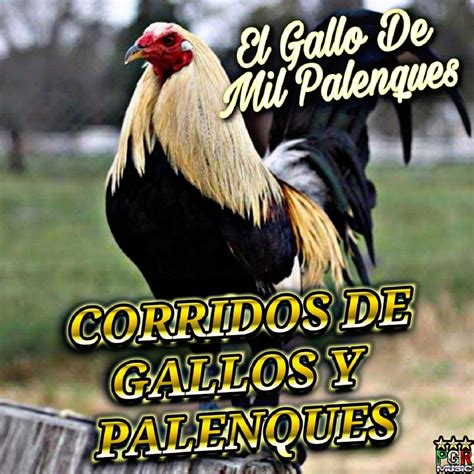 El Gallo De Mil Palenques By Corridos De Gallos Y Palenques Corridos