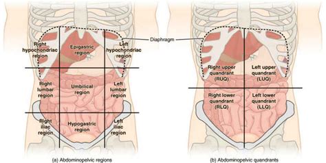 The abdomen has been bisected, trisected, and even divided into as many as 9 separate regions. Abdominal Pain (Right, Left, Upper, Lower, Diffuse, Sharp, Severe) - Causes and Location