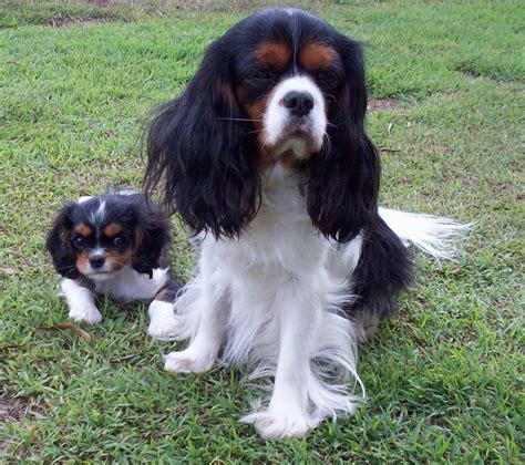Recognized as one of the largest toy breeds and true to their heritage, these loyal and devoted pups make for the ultimate. 19 Beautiful King Charles Cavalier Puppies For Sale Near ...
