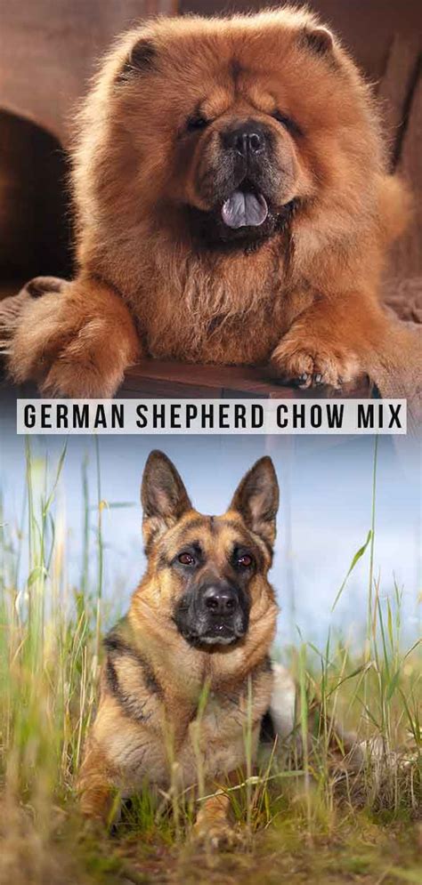 German Shepherd Chow Mix Puppy Puppies Love
