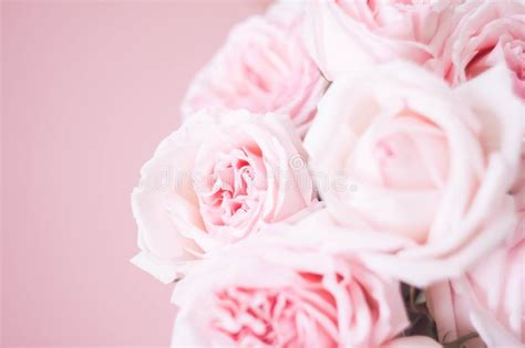 Bouqet Delicate Pink Roses On Pink Background Stock Photo Image Of